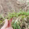 Mano sosteniendo un esqueje de kikuyo, ideal para propagar césped resistente y saludable en jardines y espacios exteriores.