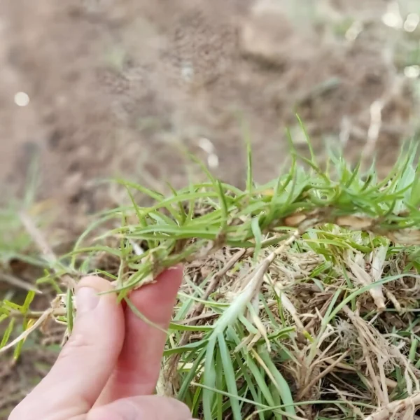 Mano sosteniendo un esqueje de kikuyo, ideal para propagar césped resistente y saludable en jardines y espacios exteriores.