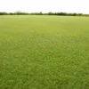 Césped Kikuyo Grass cultivado mediante esquejes de plantas.