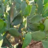 Chumbera Opuntia Ficus Indica grande