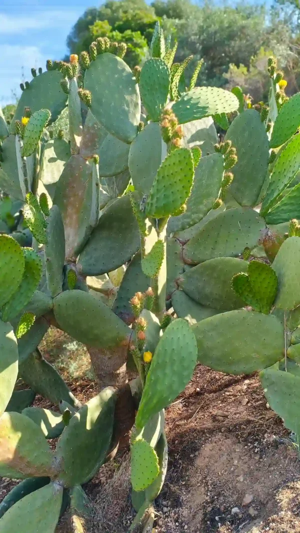 Chumbera Opuntia Ficus Indica grande