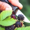 Cosechando zarzamorasç Moras de zarzamora en la planta, con una mano cortándolas cuidadosamente con un cuchillo para su recolección.