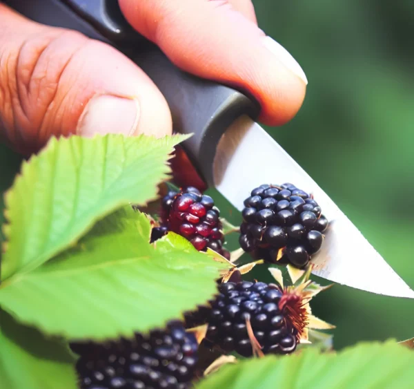 Cosechando zarzamorasç Moras de zarzamora en la planta, con una mano cortándolas cuidadosamente con un cuchillo para su recolección.