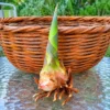Esqueje o rizoma de caña gigante, perfecto para propagar y cultivar cañas decorativas y resistentes en jardines o espacios exteriores.