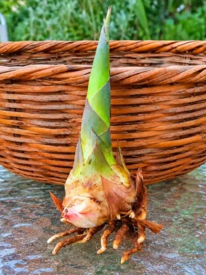 Esqueje o rizoma de caña gigante, perfecto para propagar y cultivar cañas decorativas y resistentes en jardines o espacios exteriores.