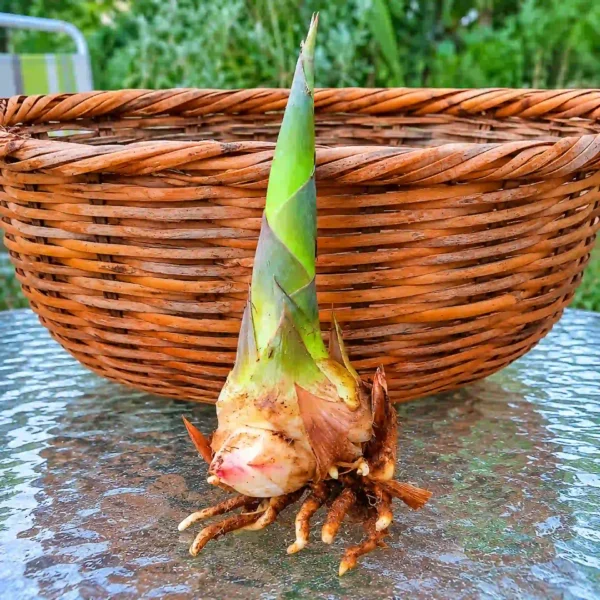 Esqueje o rizoma de caña gigante, perfecto para propagar y cultivar cañas decorativas y resistentes en jardines o espacios exteriores.
