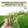 Esquejes de Césped Kikuyo (Cenchrus clandestinus)