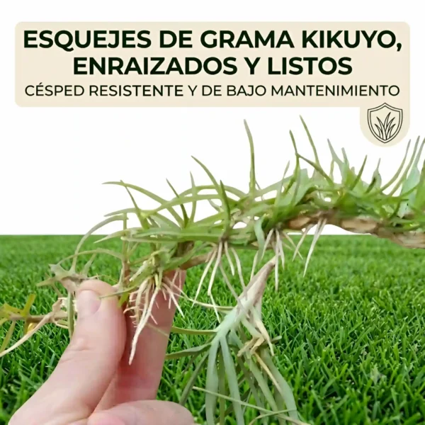 Esquejes de Césped Kikuyo (Cenchrus clandestinus)