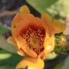 Flor amarilla de higo de Chumbera
