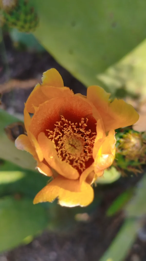 Flor amarilla de higo de Chumbera