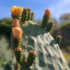 Flores de higo en chumbera