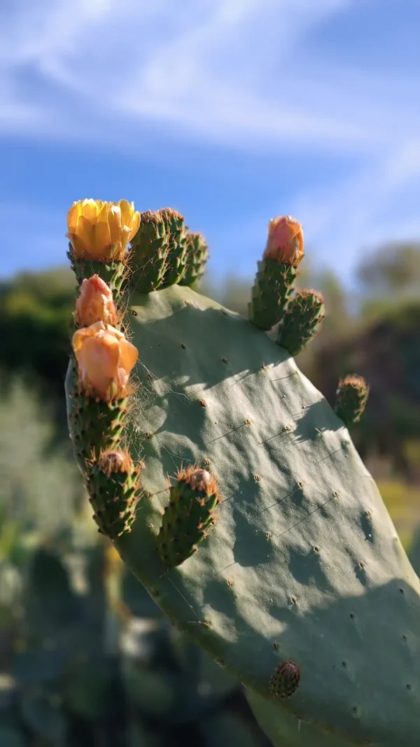 Flores de higo en chumbera