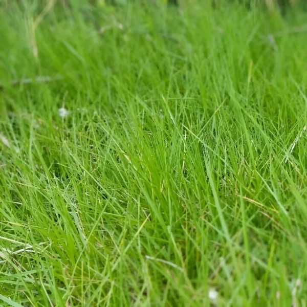 Grama Kikuyo crecida