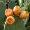 Higos en la chumbera o nopal
