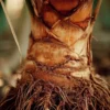Esqueje de caña gigante en forma de rizoma, ideal para propagar y cultivar nuevas plantas de caña resistente y decorativa