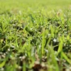 Césped Kikuyo ideal para jardines y espacios exteriores con resistencia y crecimiento saludable.