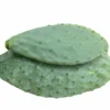 Palas o hojas de chumbera listas para plantar