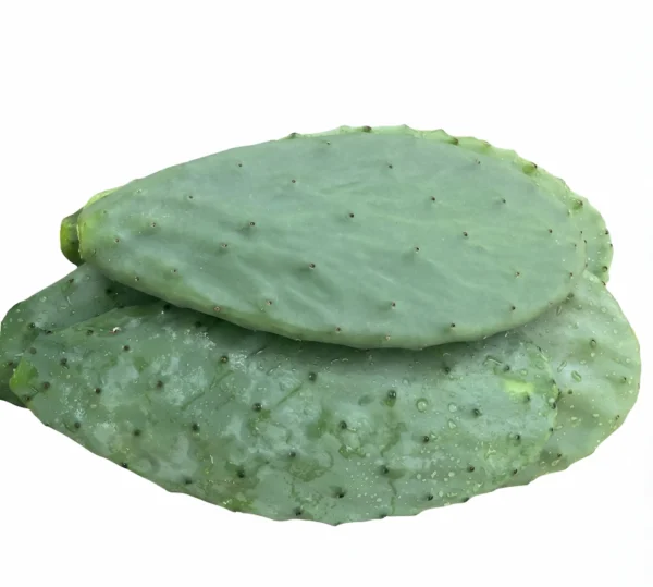 Palas o hojas de chumbera listas para plantar