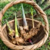 Cosechando esquejes de caña gigante, ideales para propagar cañas resistentes y decorativas en jardines y espacios exteriores
