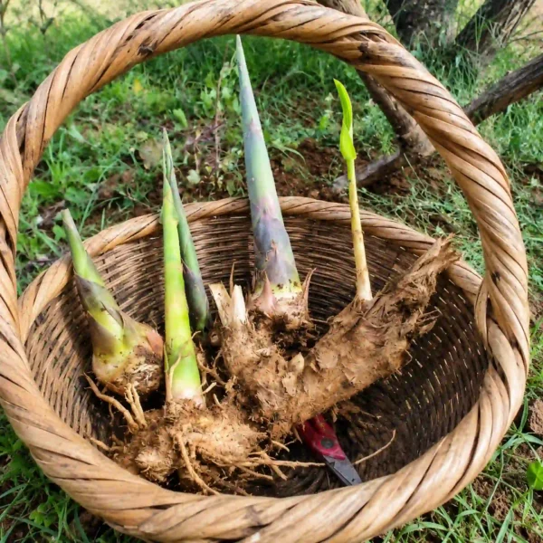 Cosechando esquejes de caña gigante, ideales para propagar cañas resistentes y decorativas en jardines y espacios exteriores