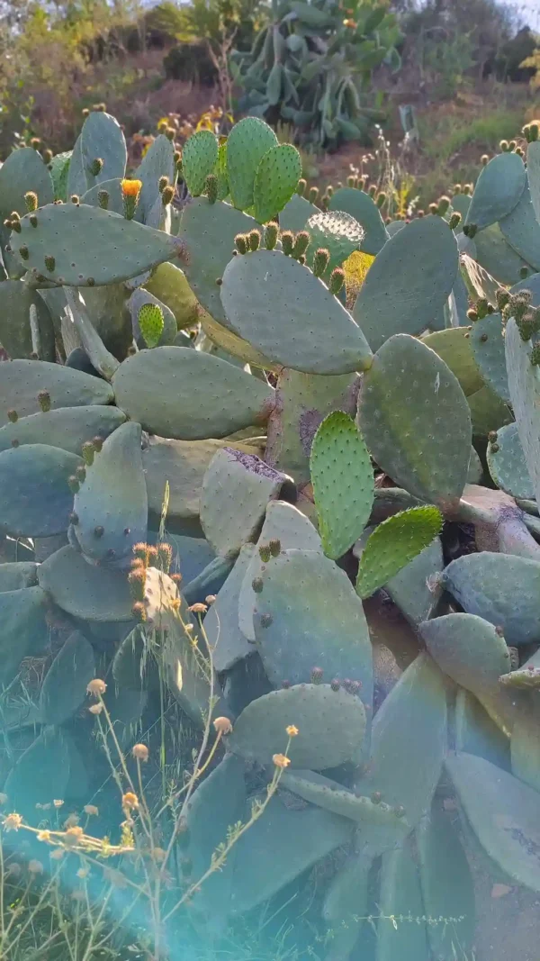 Vallado de chumberas para fincas