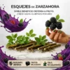 Esquejes de zarzamora valla defensiva y fruto