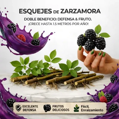 Zarzamora valla defensiva y fruto Esquejes de zarzamora valla defensiva y fruto