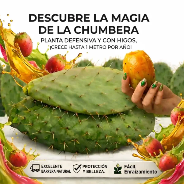 DESCUBRE LA MAGIA DE LA CHUMBERA PLANTA DEFENSIVA Y CON HIGOS,¡CRECE HASTA 1 METRO POR AÑO!