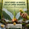 Caña gigante valla defensiva natural de rapido crecimiento y bahjo mantenimiento