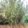Cañas gigantes creciendo en el jardín, perfectas para crear estructuras naturales o decorar espacios exteriores con estilo.