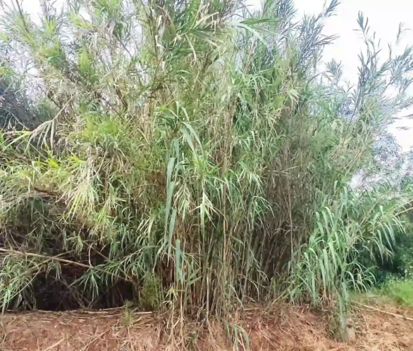Cañas gigantes creciendo en el jardín, perfectas para crear estructuras naturales o decorar espacios exteriores con estilo.