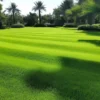 Suelo cubierto e grama o cesped kikuyo tanto para terrenos como para golf.