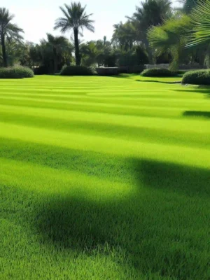 Suelo cubierto e grama o cesped kikuyo tanto para terrenos como para golf.