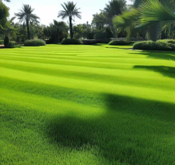 Suelo cubierto e grama o cesped kikuyo tanto para terrenos como para golf.