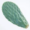 hoja o pala de chumbera ficus opuntia