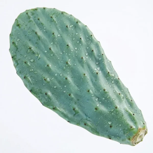 hoja o pala de chumbera ficus opuntia